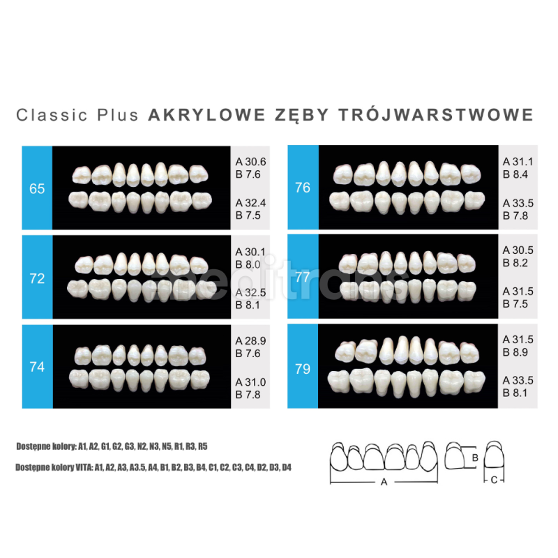 Zęby Formed Classic Plus Przody dolne