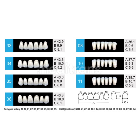 Zęby Formed Classic Plus Przody górne